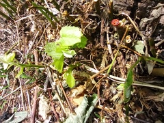 Pyrrhocoris apterus