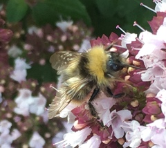 Bombus pratorum