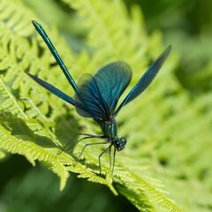 Calopteryx virgo