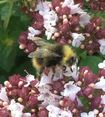Bombus pratorum