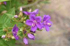 Rhynchanthera grandiflora