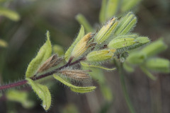 Onosma visianii