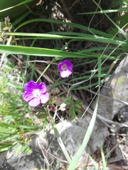 Geranium potentillifolium