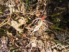 Pyrrhocoris apterus