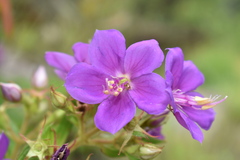 Rhynchanthera grandiflora