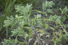 Onosma visianii