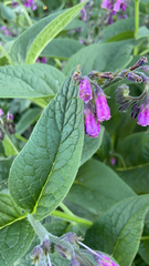 Symphytum officinale