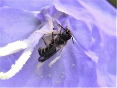 Chelostoma rapunculi