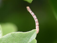 Eupithecia centaureata