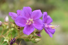 Rhynchanthera grandiflora