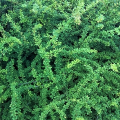 Berberis vulgaris