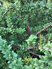 Berberis vulgaris
