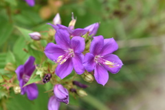 Rhynchanthera grandiflora