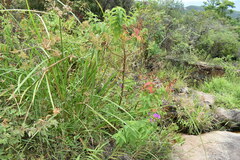 Rhynchanthera grandiflora