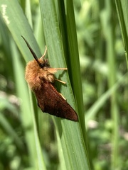 Spilosoma pteridis