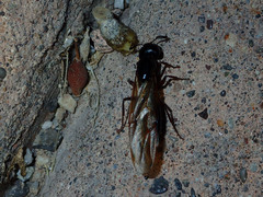 Camponotus laevissimus