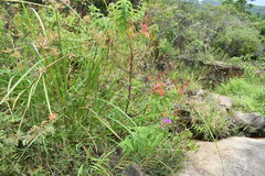 Rhynchanthera grandiflora