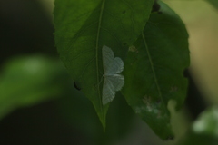 Idaea pallidata