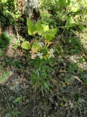 Collomia grandiflora