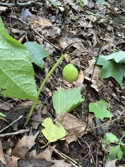 Podophyllum