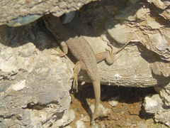 Darevskia brauneri brauneri