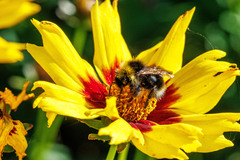 Bombus flavidus
