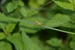 Odontopodisma schmidtii