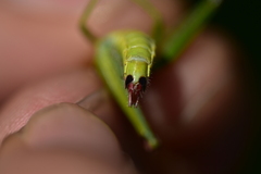Odontopodisma schmidtii