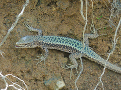 Darevskia brauneri brauneri