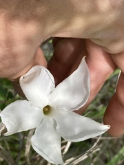 Mandevilla lanuginosa