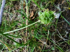 Sanguisorba