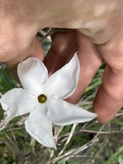 Mandevilla lanuginosa