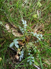 Sanguisorba