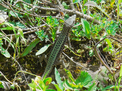 Darevskia brauneri brauneri