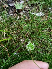 Sanguisorba