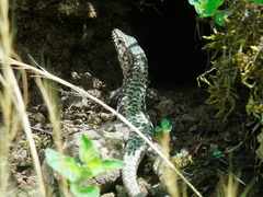 Darevskia brauneri brauneri