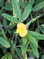 Stylosanthes scabra