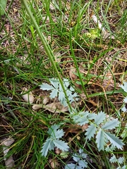 Sanguisorba