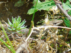 Darevskia brauneri brauneri