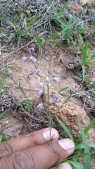 Hebecarpa barbeyana