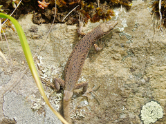 Darevskia brauneri brauneri