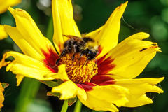 Bombus flavidus