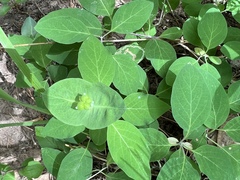 Lonicera arizonica