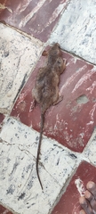 Rattus rattus