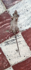 Rattus rattus
