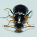 Moccas Beetle - Photo (c) Peter Danter, some rights reserved (CC BY-ND), uploaded by Peter Danter