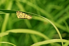 Diacrisia purpurata
