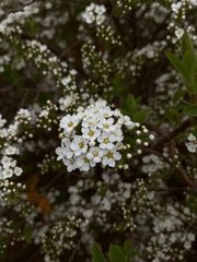 Spiraea