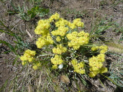 Eriogonum flavum flavum