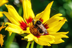 Bombus flavidus